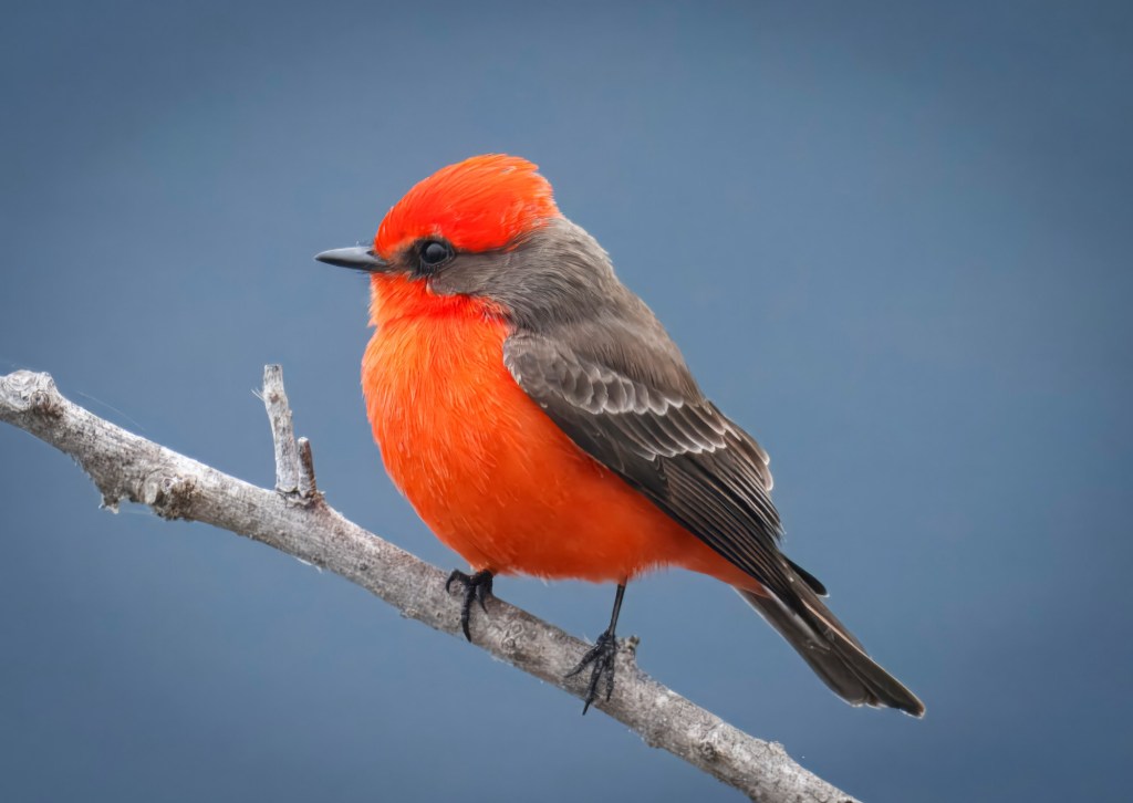 Keep an eye out for the Christmas Bird – San Diego Union-Tribune