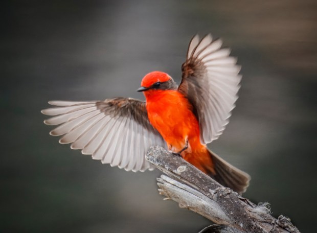 Vermilion flycatchers used to be a rarity in San Diego County, until a few years ago when their numbers began to rise. (Ernie Cowan / For The San Diego Union-Tribune)