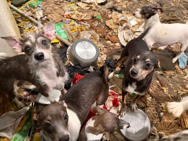 San Diego Humane Society officials save 40 dogs from what was described as "one of the worst hoarder situations" they had ever seen in La Mesa on December 30, 2025. The animals were found by police officers living in garbage and their own waste.