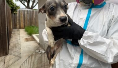 Forty dogs rescued from squalid La Mesa apartment