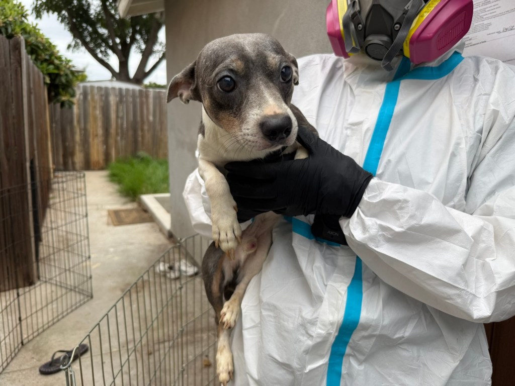 Forty dogs rescued from squalid La Mesa apartment