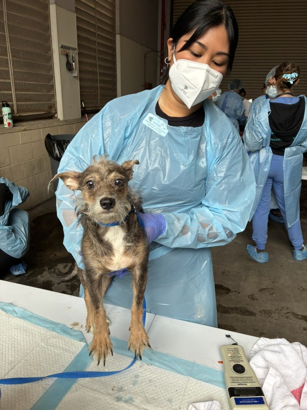 San Diego Humane Society officials save 40 dogs from what was described as "one of the worst hoarder situations" they had ever seen in La Mesa on December 30, 2025. The animals were found by police officers living in garbage and their own waste.