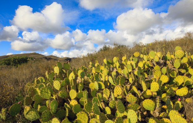 The Escondido Creek Conservancy recently purchased two North County properties. (Richard Murphy)