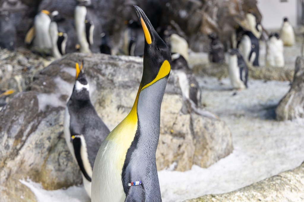 SeaWorld’s Penguin Cam livestream is back – San Diego Union-Tribune