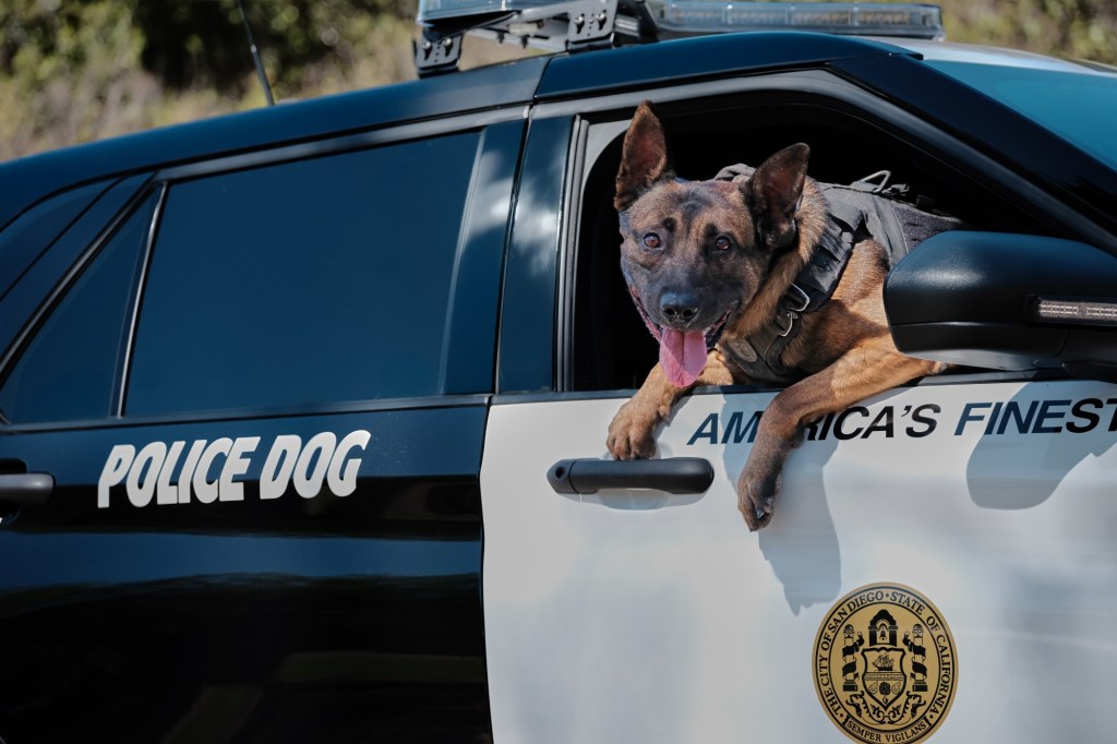 San Diego police dog allegedly strangled by suspect is released from hospital