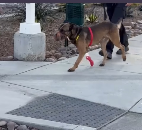 A screenshot of a social media post about Bowie, a San Diego police dog, who was released from an animal hospital on Wednesday after being hurt during a SWAT action. (San Diego Police Department)