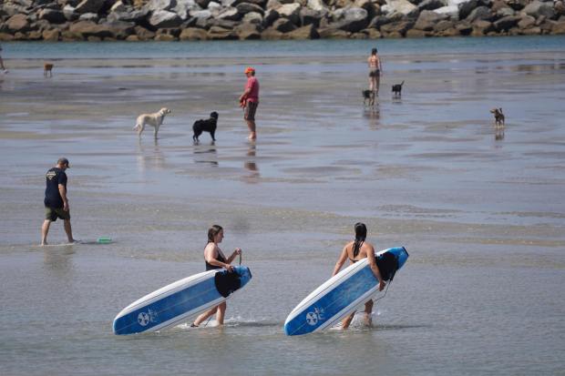 ....People go to the beach with their dogs at Ocean Beach on Wednesday, June 25, 2025 in San Diego, CA. (Michael Ho / The San Diego Union-Tribune)