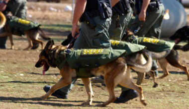 County sheriff seeks donations to outfit K-9s with bulletproof vests