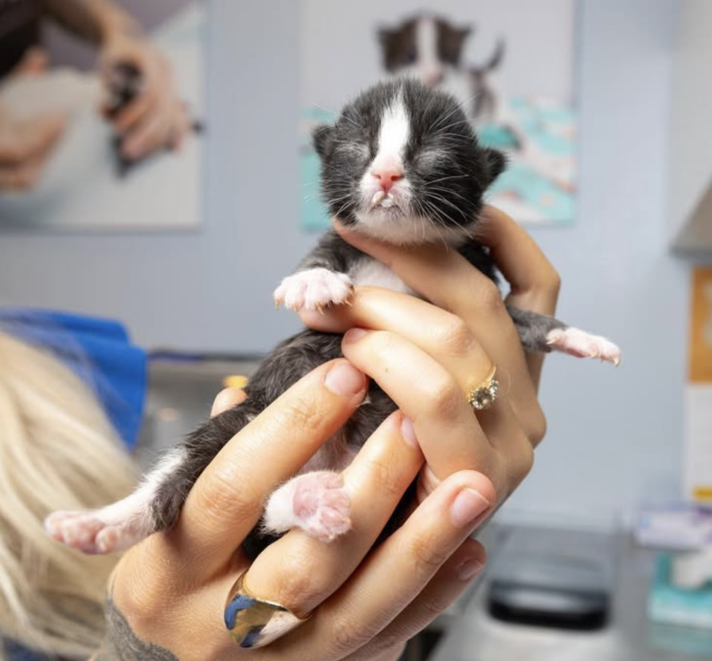 Kitten rescued by San Diego nonprofit  the Orphan Kitten Club founded by the Kitten Lady Hannah Shaw 