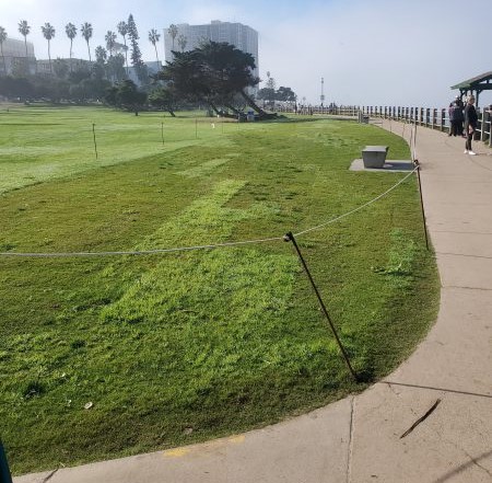 New grass unveiled in La Jolla’s Scripps Park – San Diego Union-Tribune