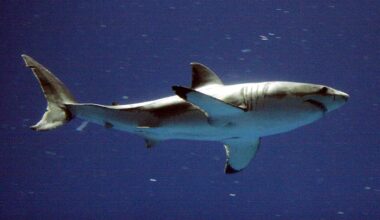 A white shark at the Monterey Bay Aquarium's Outer Bay Exhibit in Monterey, Calif.