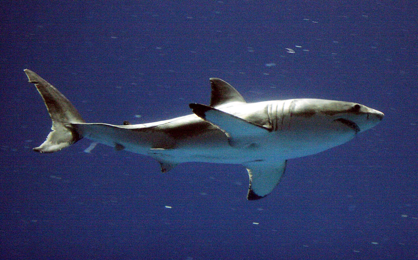 A white shark at the Monterey Bay Aquarium's Outer Bay Exhibit in Monterey, Calif.