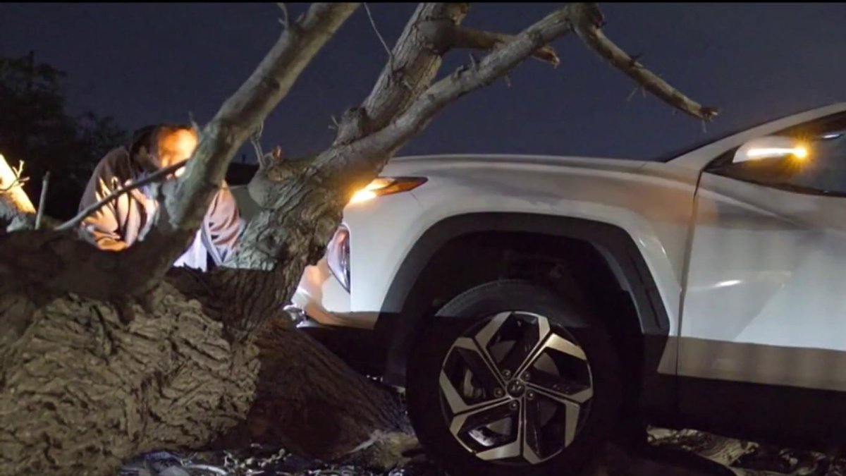 Powerful winds topple trees, damage neighborhoods across LA – NBC Los Angeles