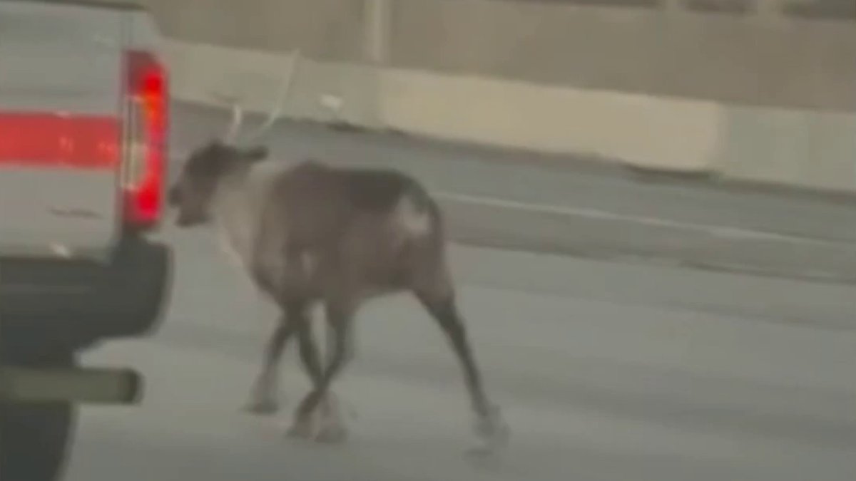 Reindeer reunited with owner after running down 5 Freeway in Pacoima – NBC Los Angeles