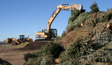 Christmas is so yesterday — here’s what to do with your stale tree – NBC 7 San Diego