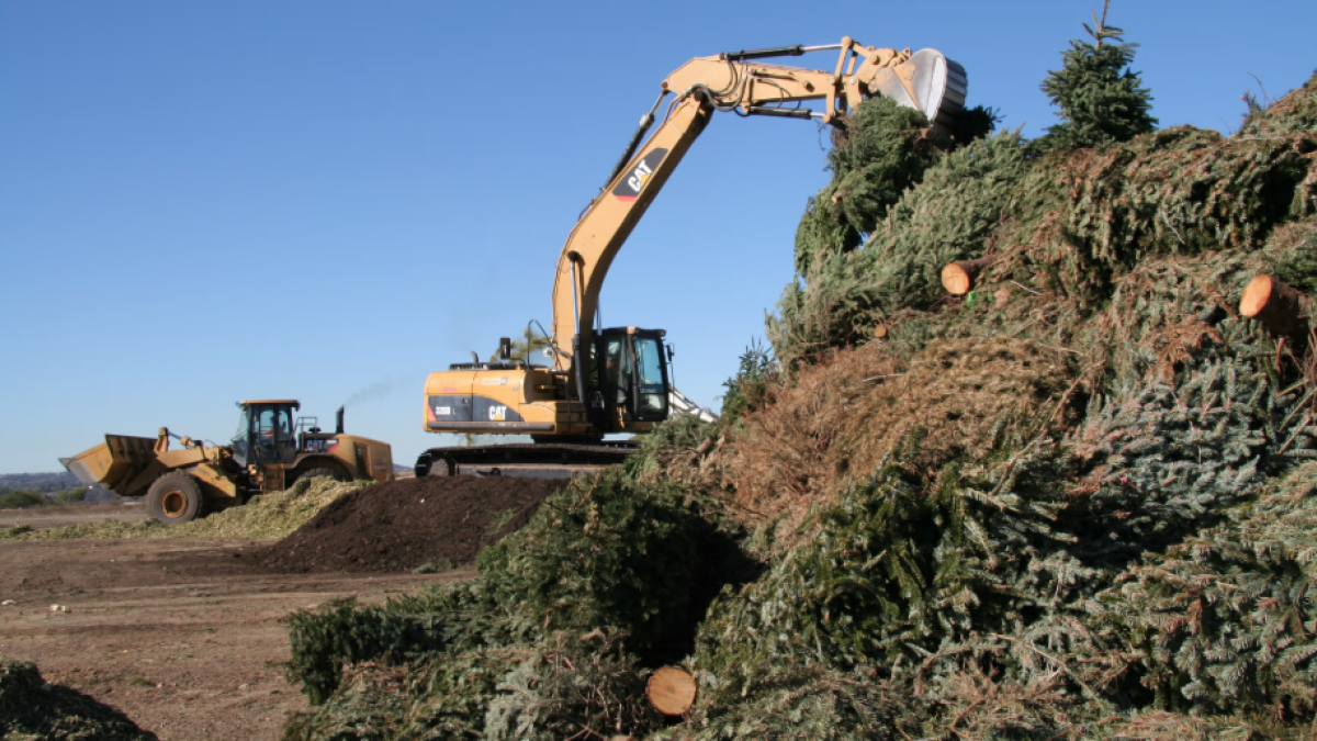 Christmas is so yesterday — here’s what to do with your stale tree – NBC 7 San Diego