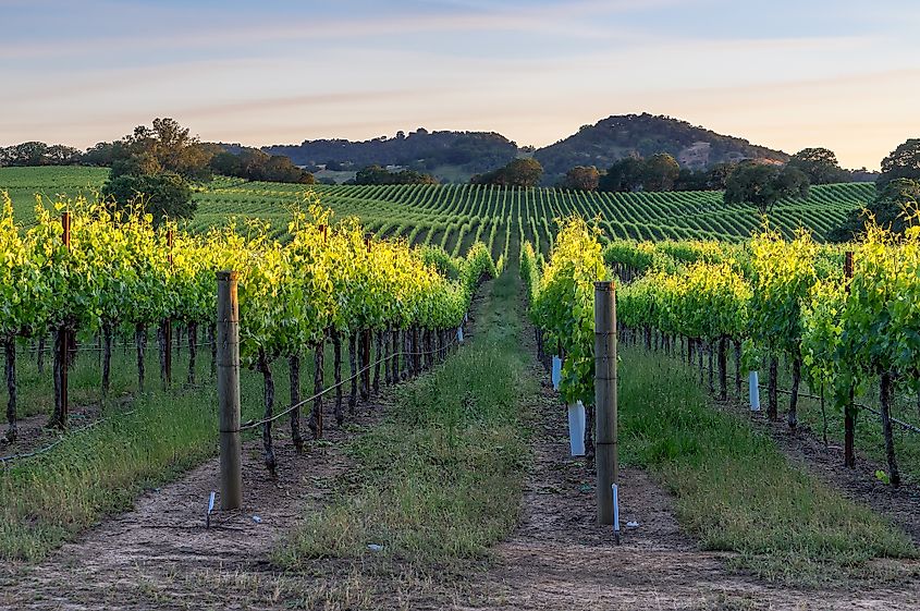 Lush vineyards surround Sonoma.