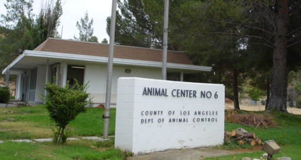 L.A. County Department Of Animal Care And Control Encourages Residents To Report Animal Abuse