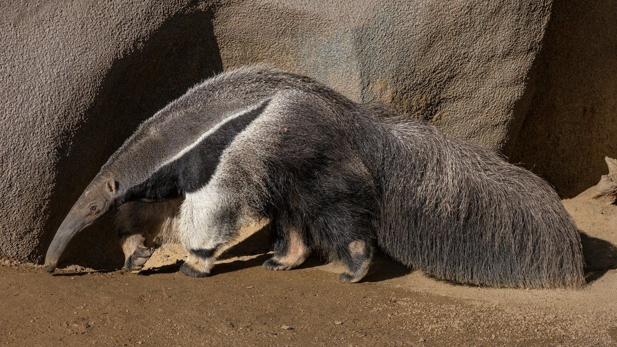 Welcome to the San Diego Zoo, anteater Laura Garcia – NBC 7 San Diego
