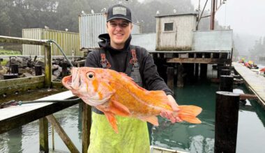 A California fisherman may have broken records with canary rockfish catch