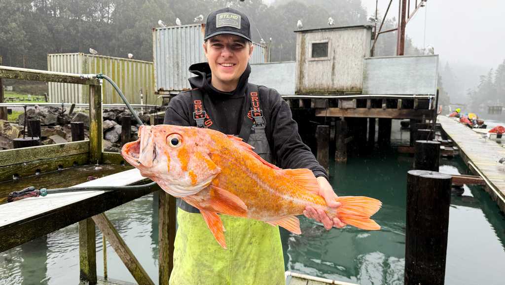 A California fisherman may have broken records with canary rockfish catch
