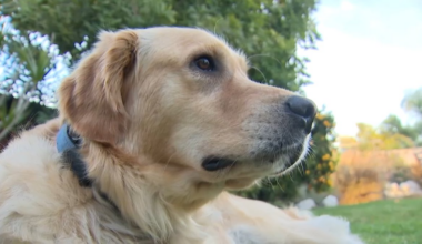 Dog poisoned in Sorrento Valley backyard – NBC 7 San Diego