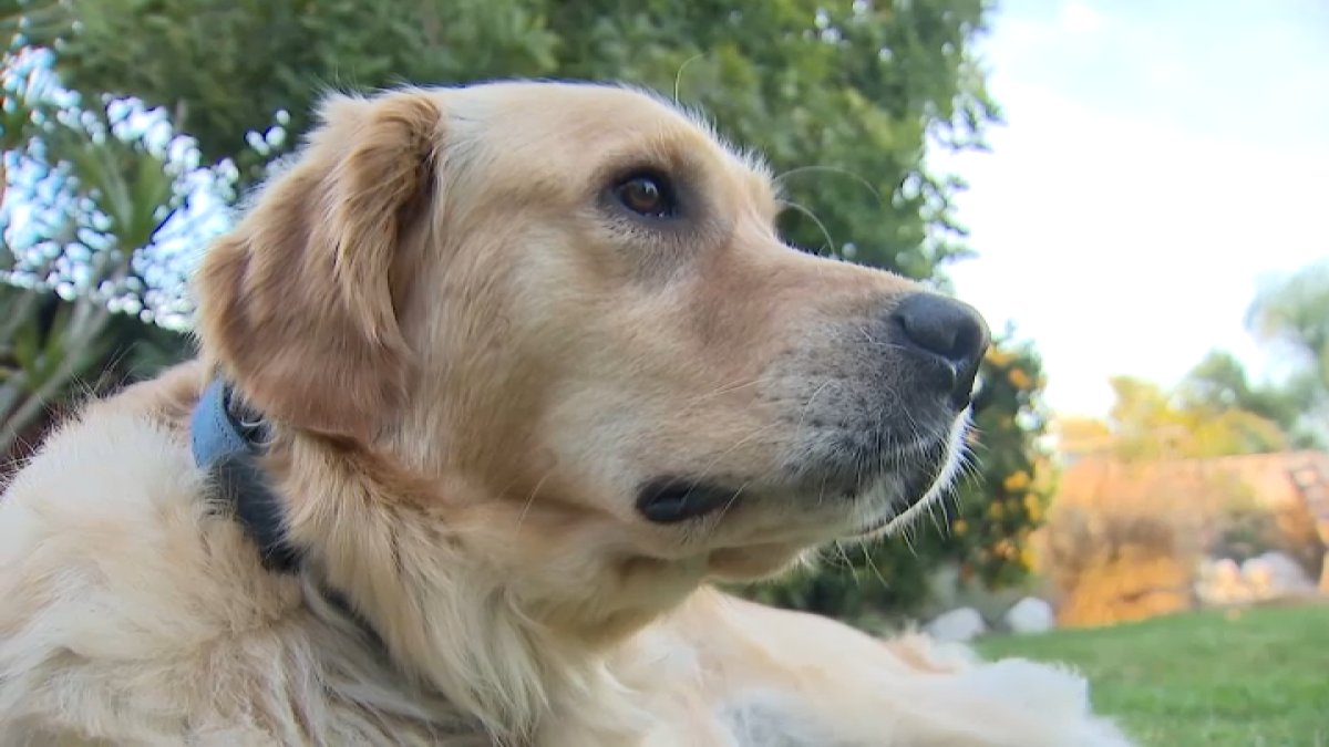 Dog poisoned in Sorrento Valley backyard – NBC 7 San Diego
