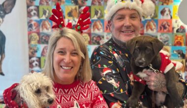 Senior dogs deck the halls with ugly sweaters at Muttville in San Francisco – NBC Los Angeles