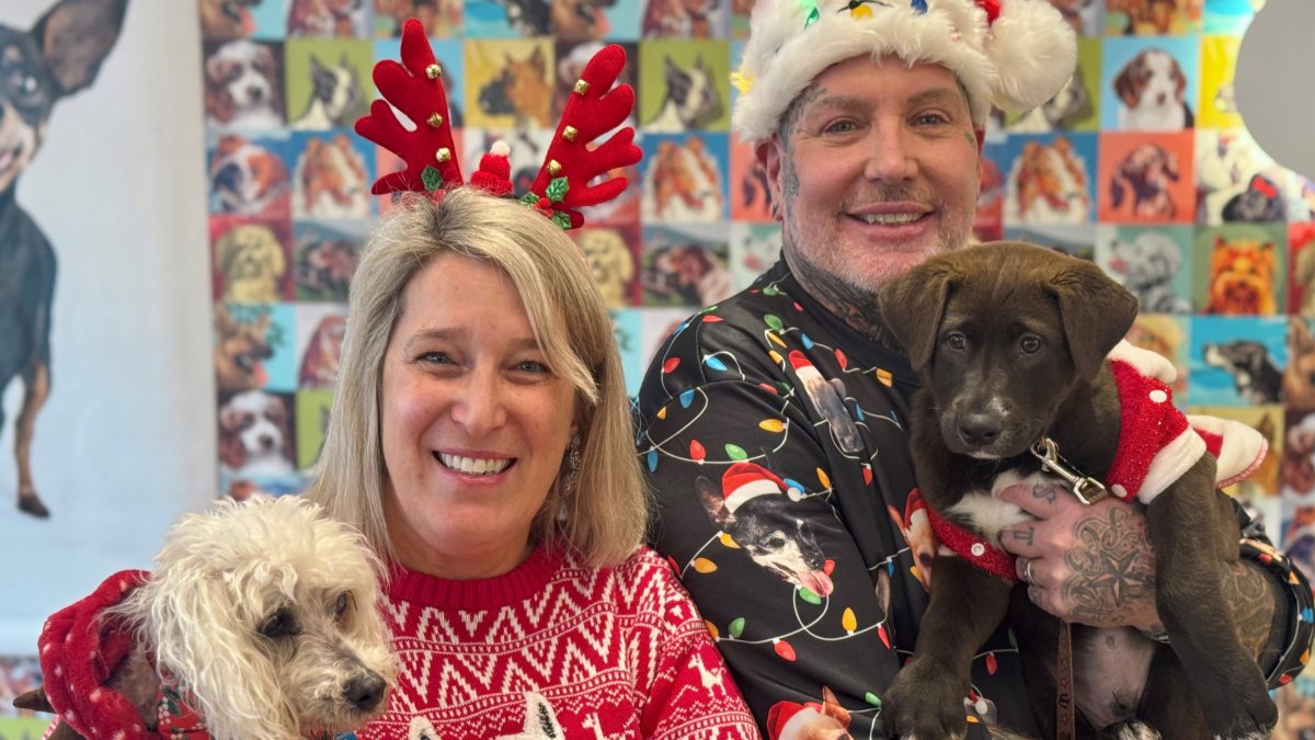 Senior dogs deck the halls with ugly sweaters at Muttville in San Francisco – NBC Los Angeles
