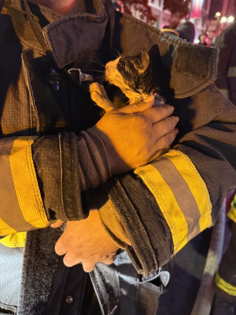 A firefighter wearing protective gear holds a wet, soot-covered cat in their arms at night.