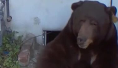 California man frustrated over efforts to remove bear living under his house
