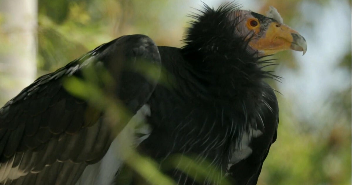 Inside the effort to bring back California condors