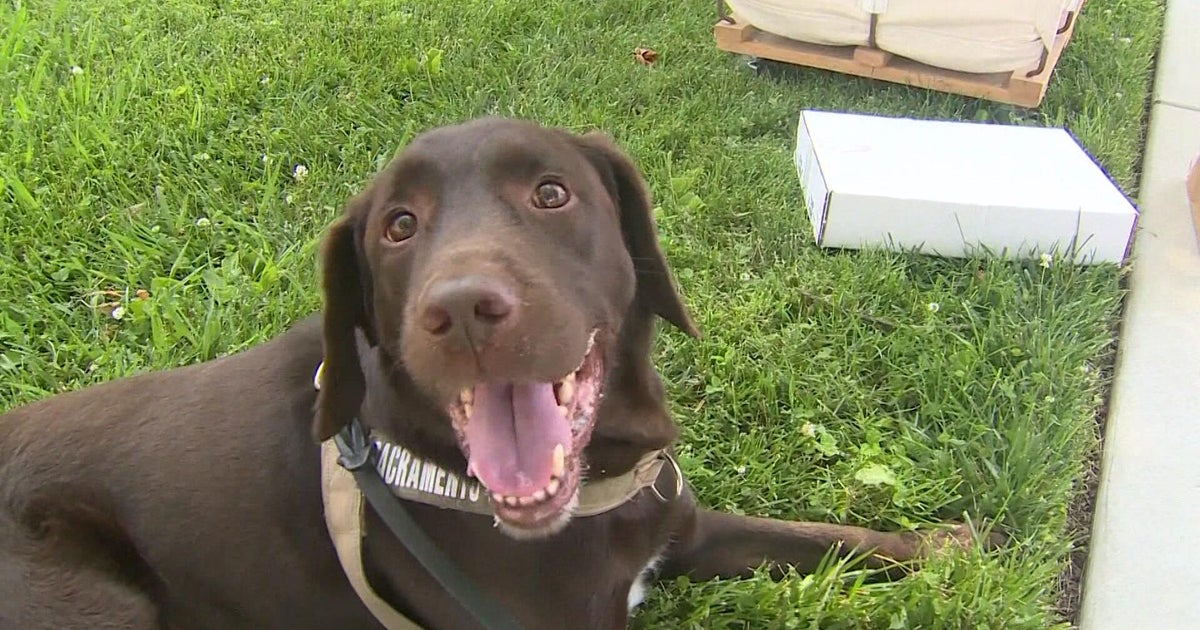 Sacramento County agriculture detection dog loses job due to budget cuts