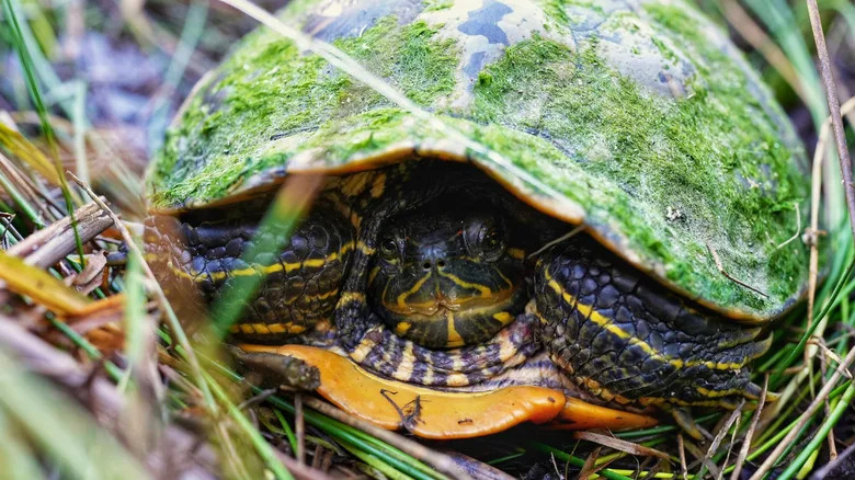 A western pond turtle hides in its shell on the edge of California wetland