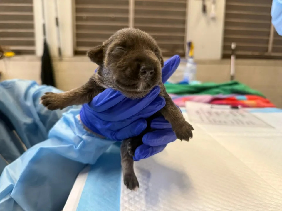 Puppy rescued from La Mesa apartment on Tuesday,