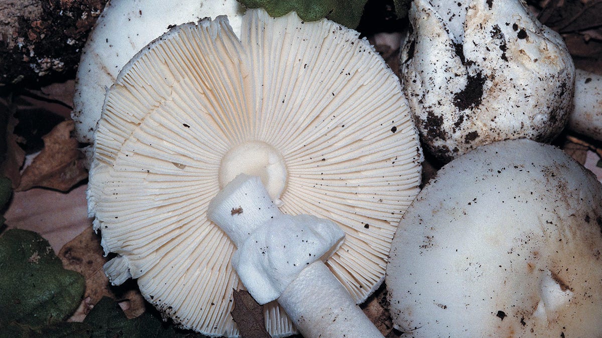 destroying angel mushroom
