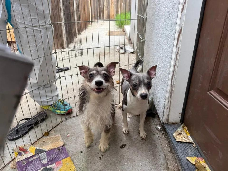 Dogs and puppies rescued from La Mesa apartment on Tuesday.