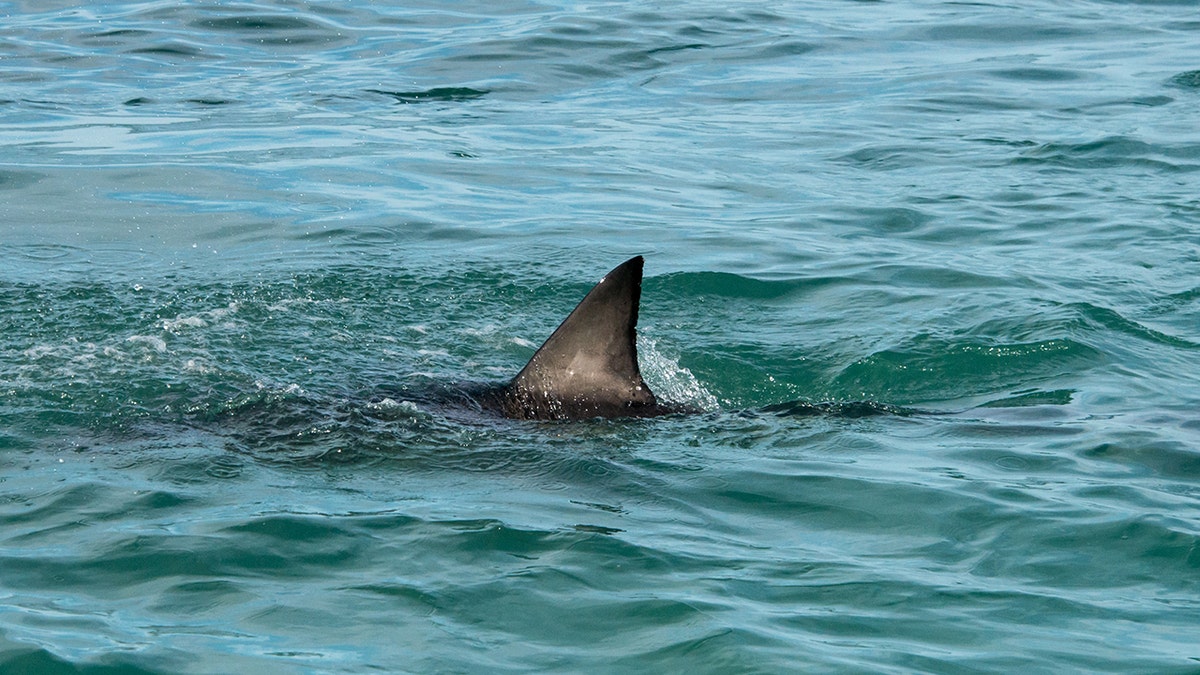 fin of a great white shark