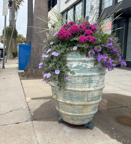 This is one of the new large flower pots purchased and installed by Enhance La Jolla. (Brian Earley)