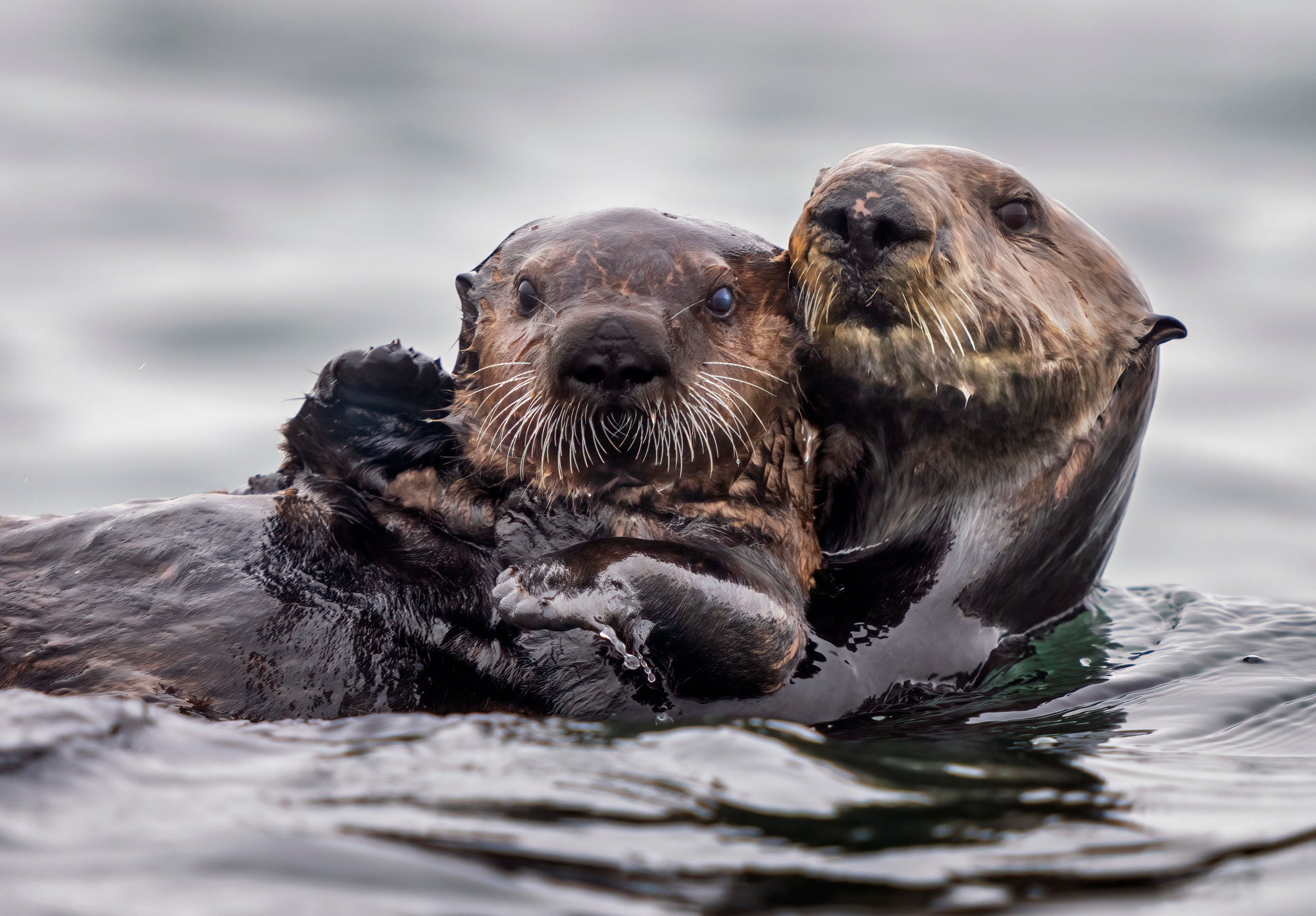 Two otters float on their backs together, looking at the camera.