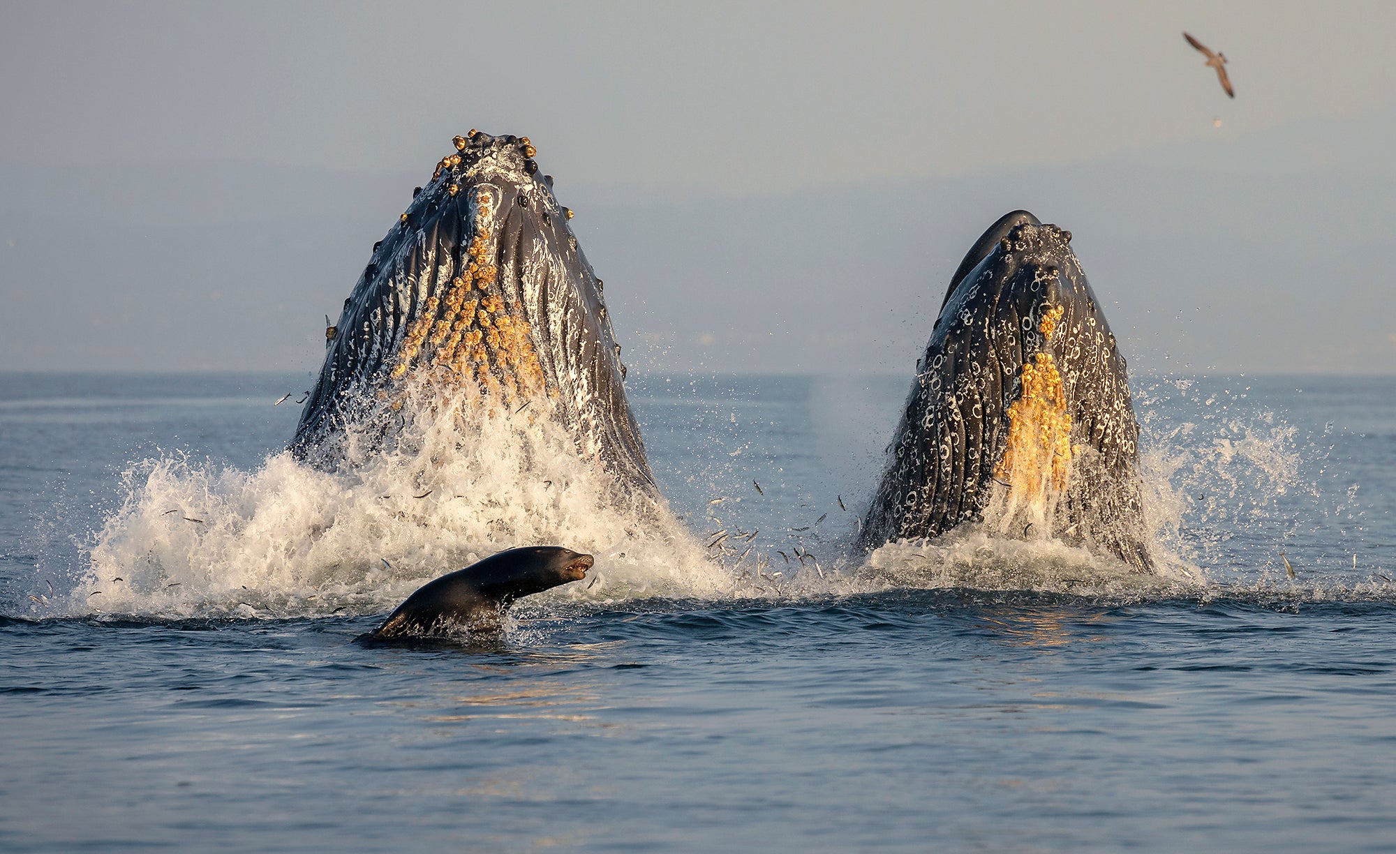 Two whale heads come out of the ocean with small fish flopping on the surface. A seal lunges at the small fish as well.