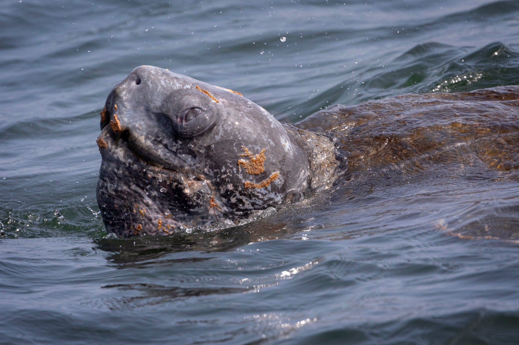 A large gray turtle head sticks out of the water as it swims on the surface.