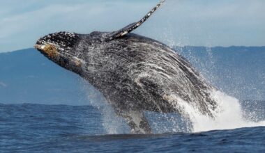 A large whale leaps out of the water with water streaming behind it.