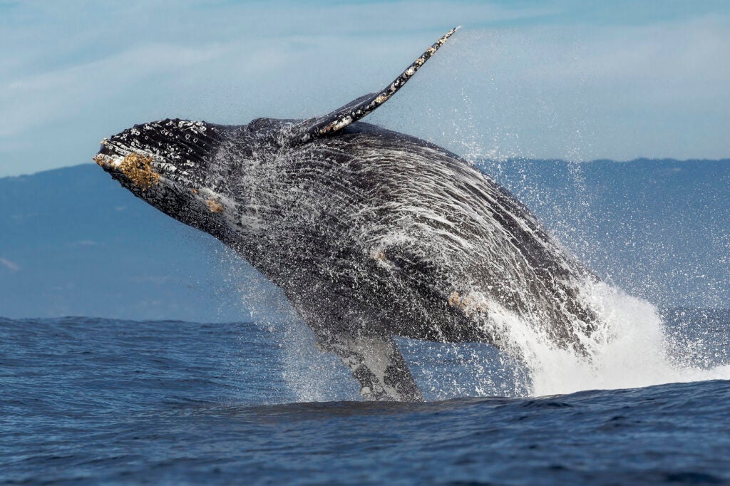 A large whale leaps out of the water with water streaming behind it.