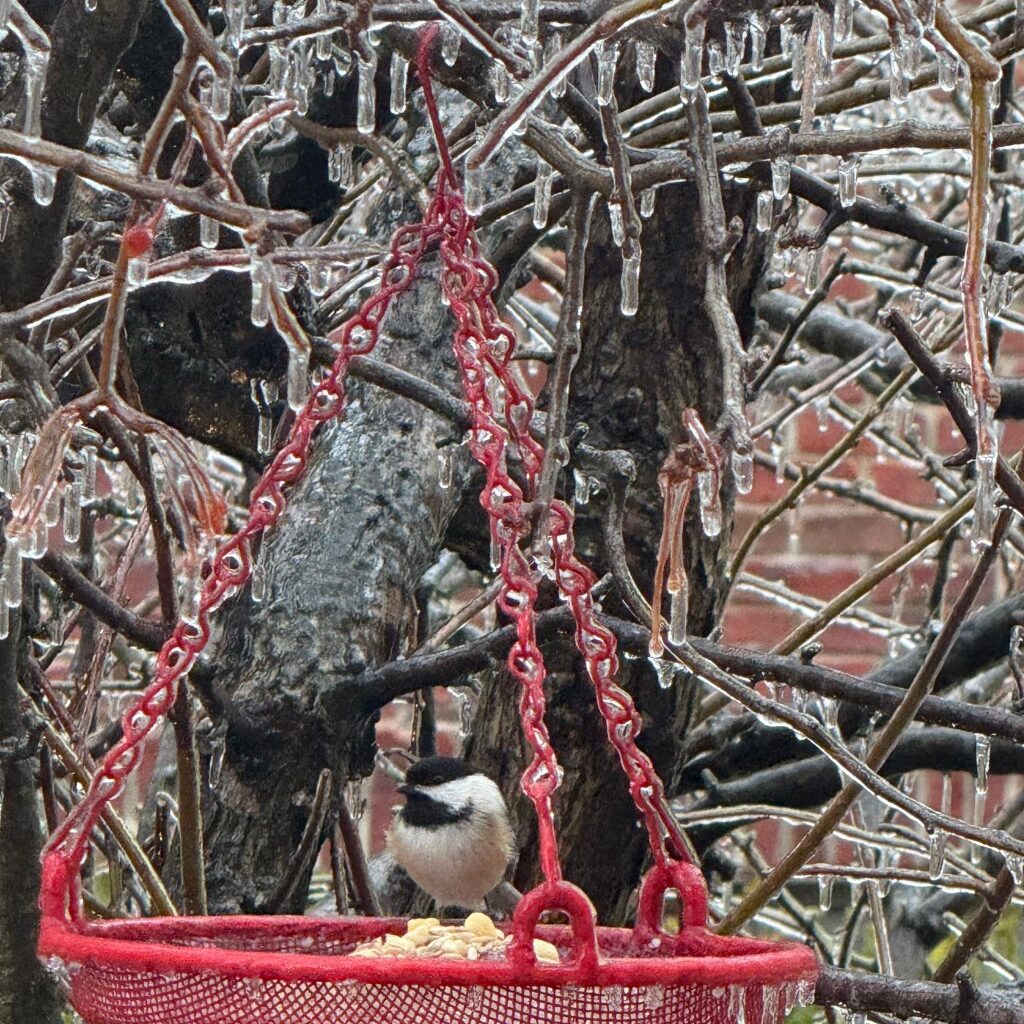 Milford Senior Center closed, freezing rain cuts power to thousands – The Oakland Press