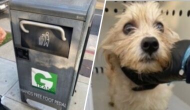 Puppy found in trash can in Gardena is adopted by the officer who saved him – NBC Los Angeles