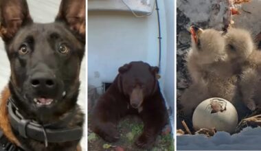 Amazing animals moments from 2025 – NBC Los Angeles