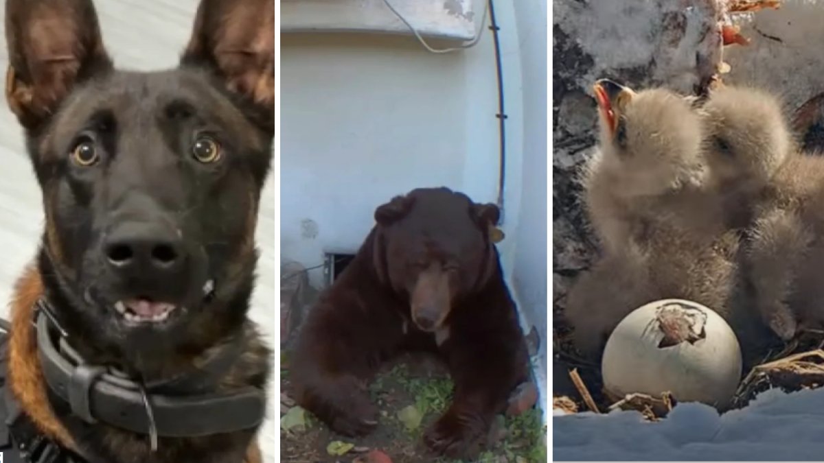 Amazing animals moments from 2025 – NBC Los Angeles