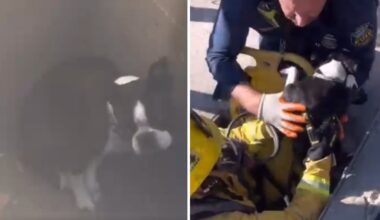 Dog rescued from storm drain in Thousand Oaks – NBC Los Angeles