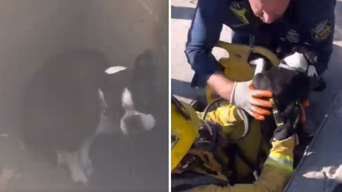 Dog rescued from storm drain in Thousand Oaks – NBC Los Angeles